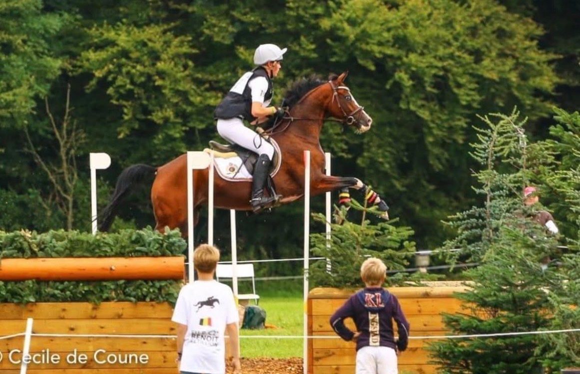 bwp allround-pony merrie 16 ans bruin à vendre - Photo 3