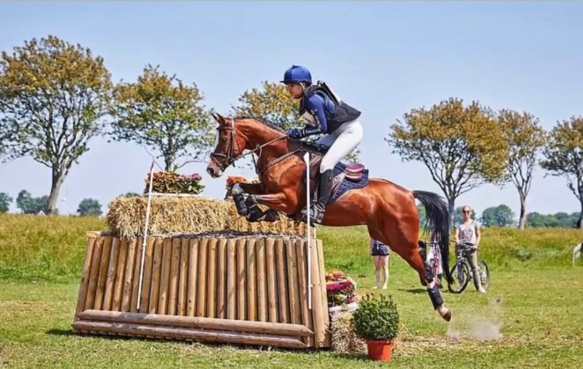 bwp allround-pony merrie 16 ans bruin à vendre - Photo 6