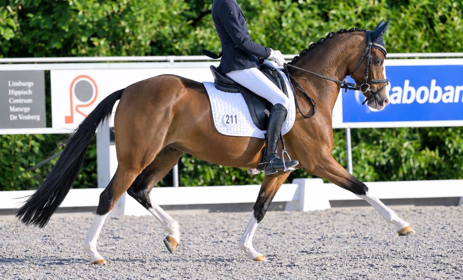 bwp allround-pony merrie 16 ans bruin à vendre - Photo 2