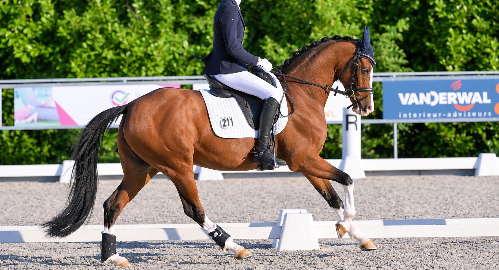 bwp allround-pony merrie 16 ans bruin à vendre - Photo 4