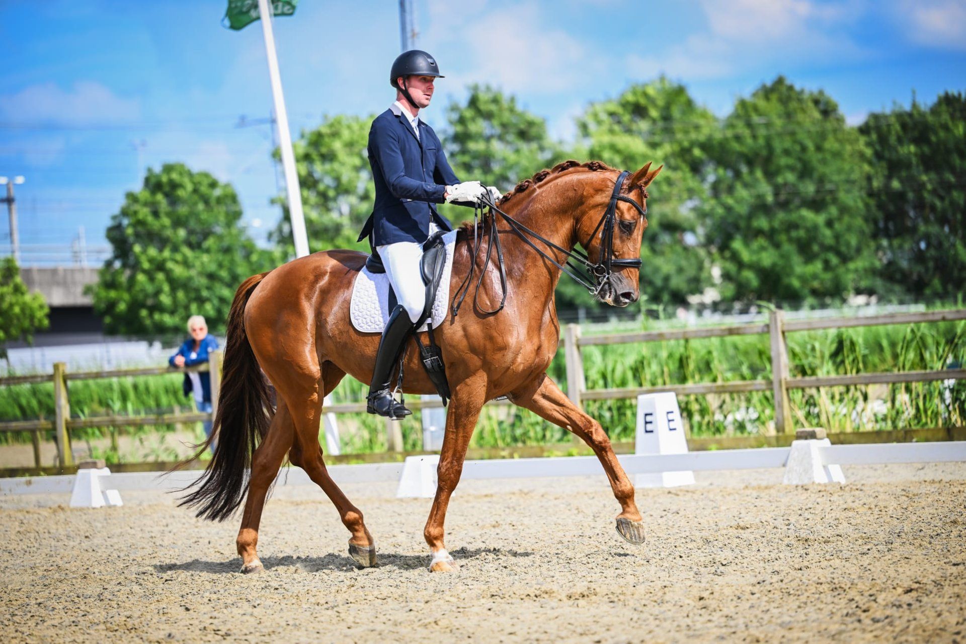 kwpn dressuurpaard hengst 11 سنوات vos للبيع - صورة 2