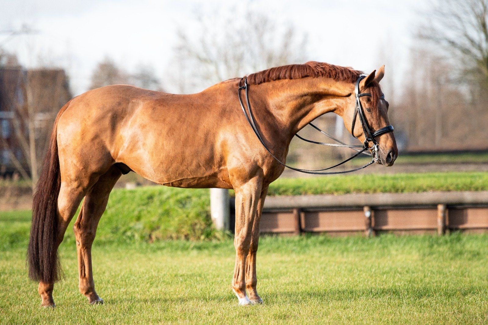 kwpn dressuurpaard hengst 11 سنوات vos للبيع - صورة 3