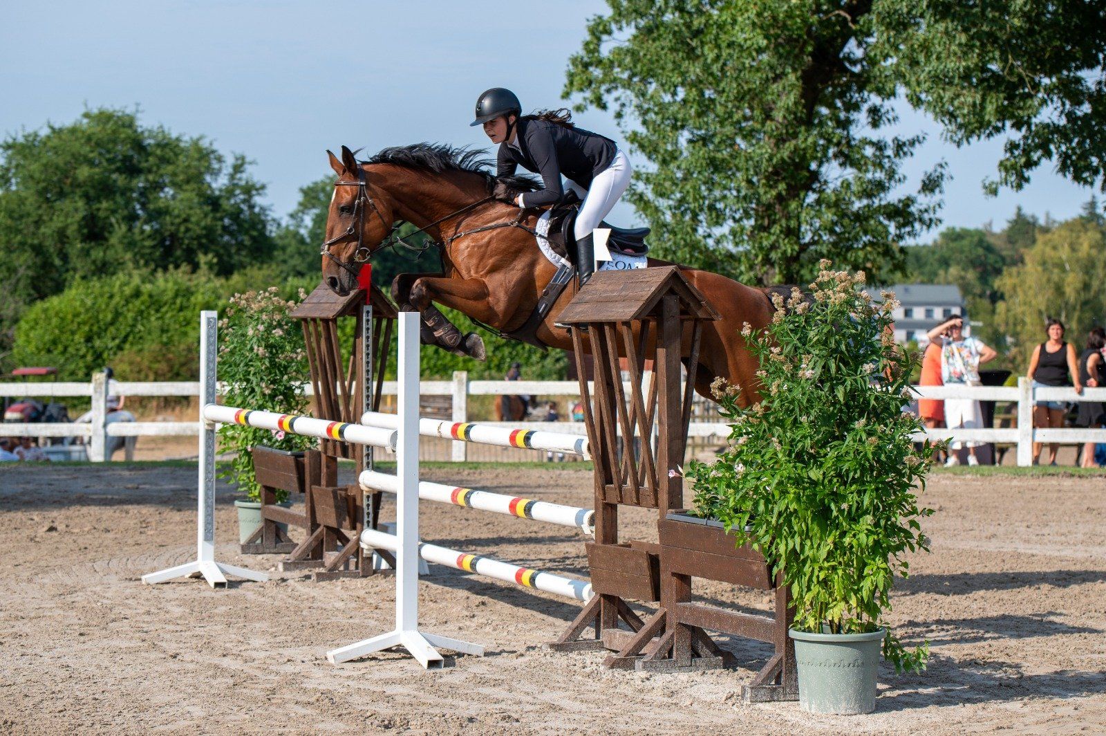 kwpn springpaard merrie 13 岁 bruin 出售 - 照片 2