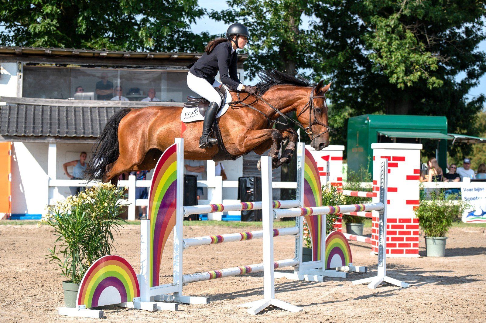 Schoolmaster, ideal for the ambitious amateur!