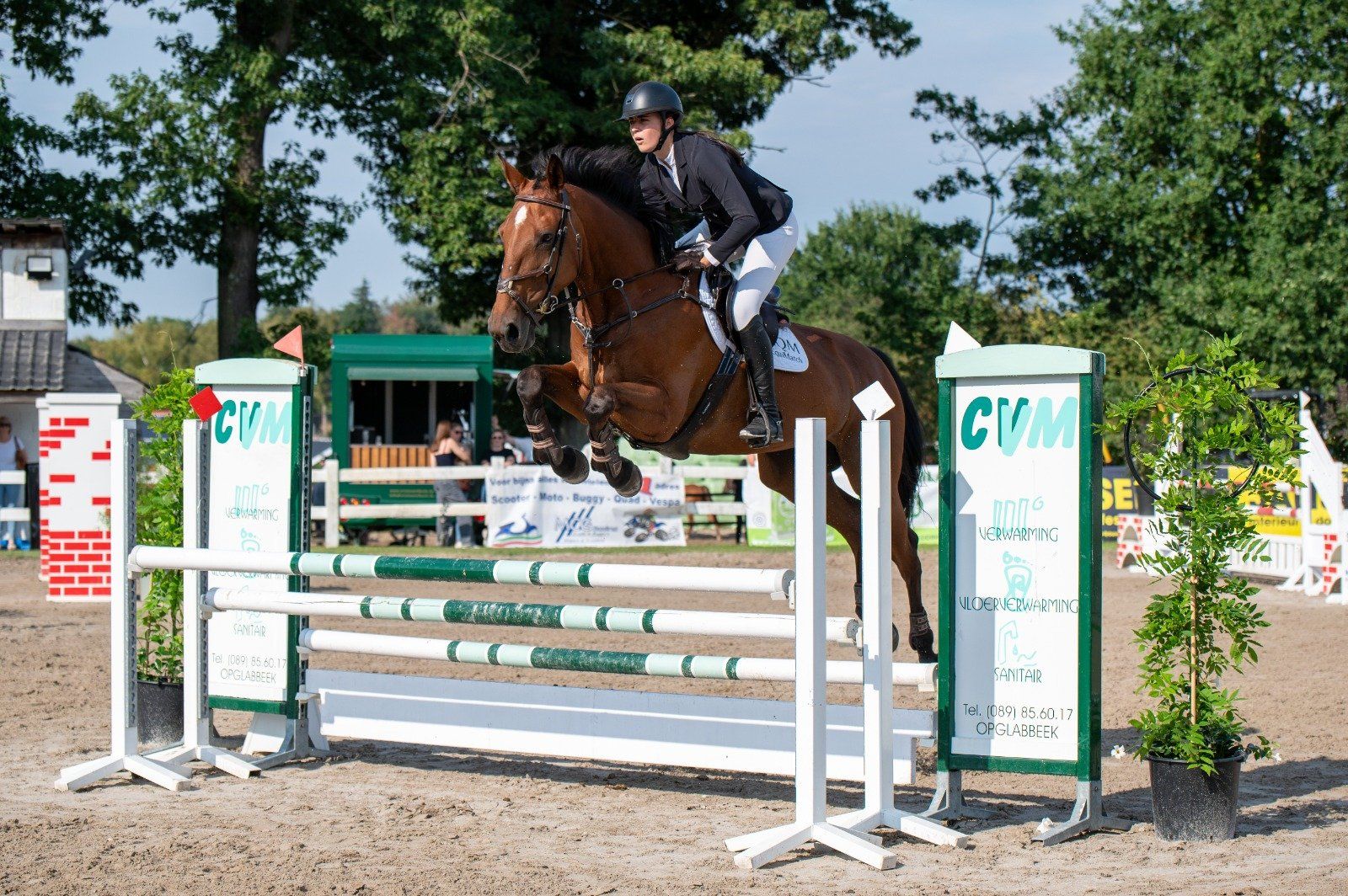 kwpn springpaard merrie 13 岁 bruin 出售 - 照片 3