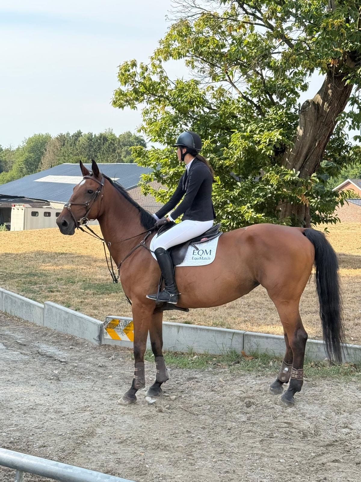 kwpn springpaard merrie 13 岁 bruin 出售 - 照片 5