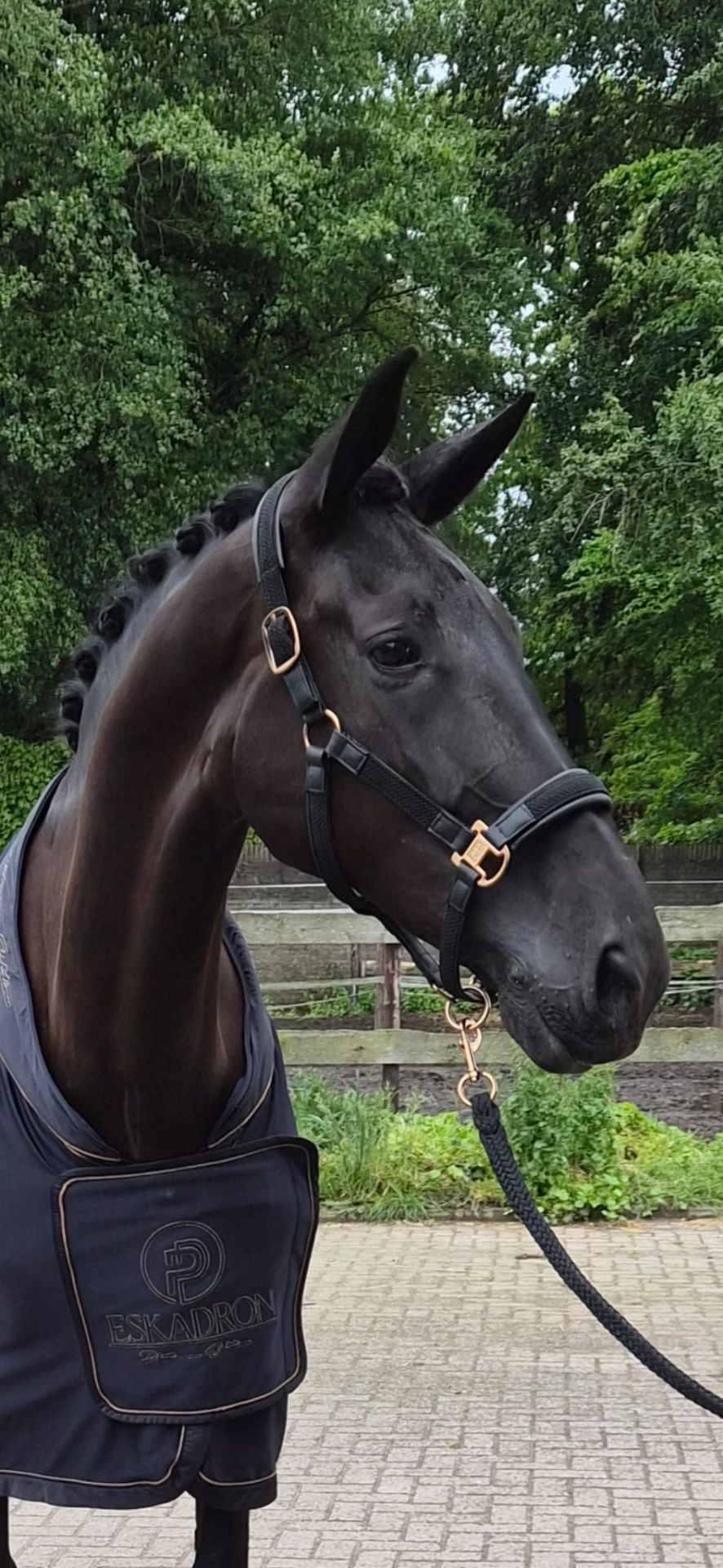 kwpn dressuurpaard merrie 6 years old zwart for sale - Photo 2