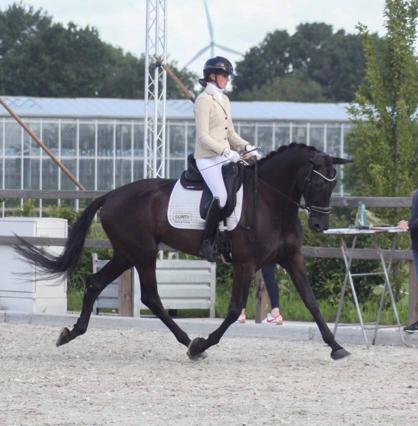 kwpn dressuurpaard merrie 6 years old zwart for sale - Photo 6
