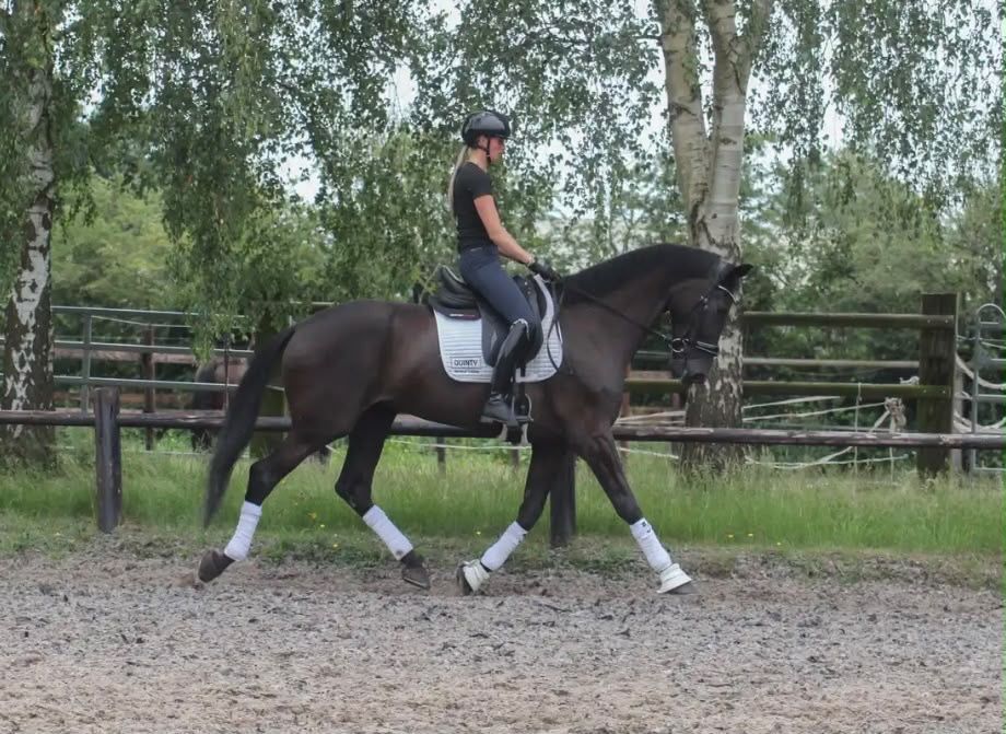 kwpn dressuurpaard merrie 6 years old zwart for sale - Photo 5