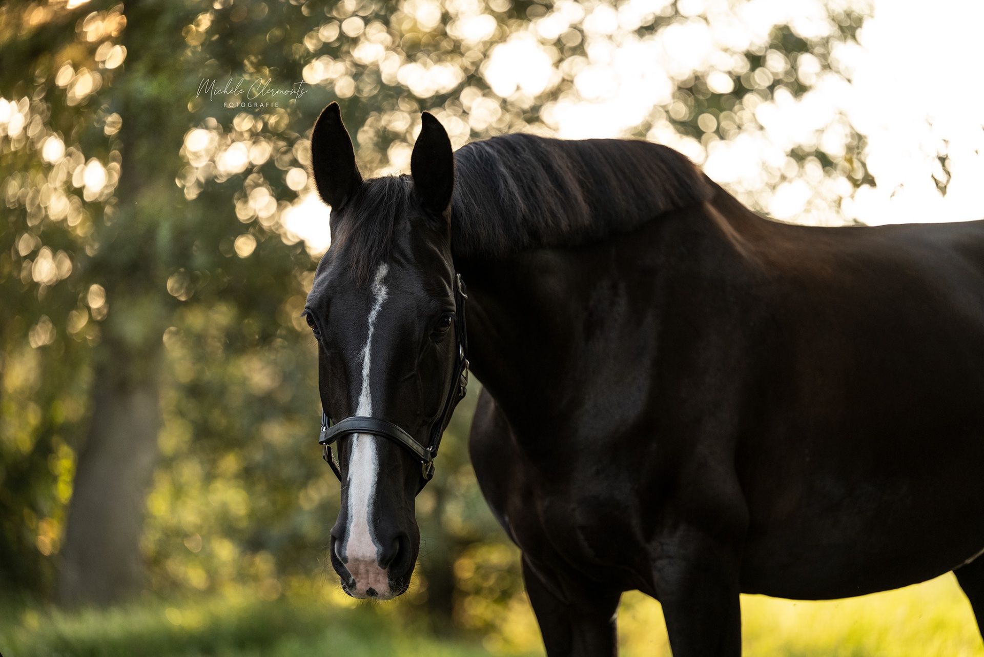 kwpn dressuurpaard merrie 13 ans zwart à vendre - Photo 3