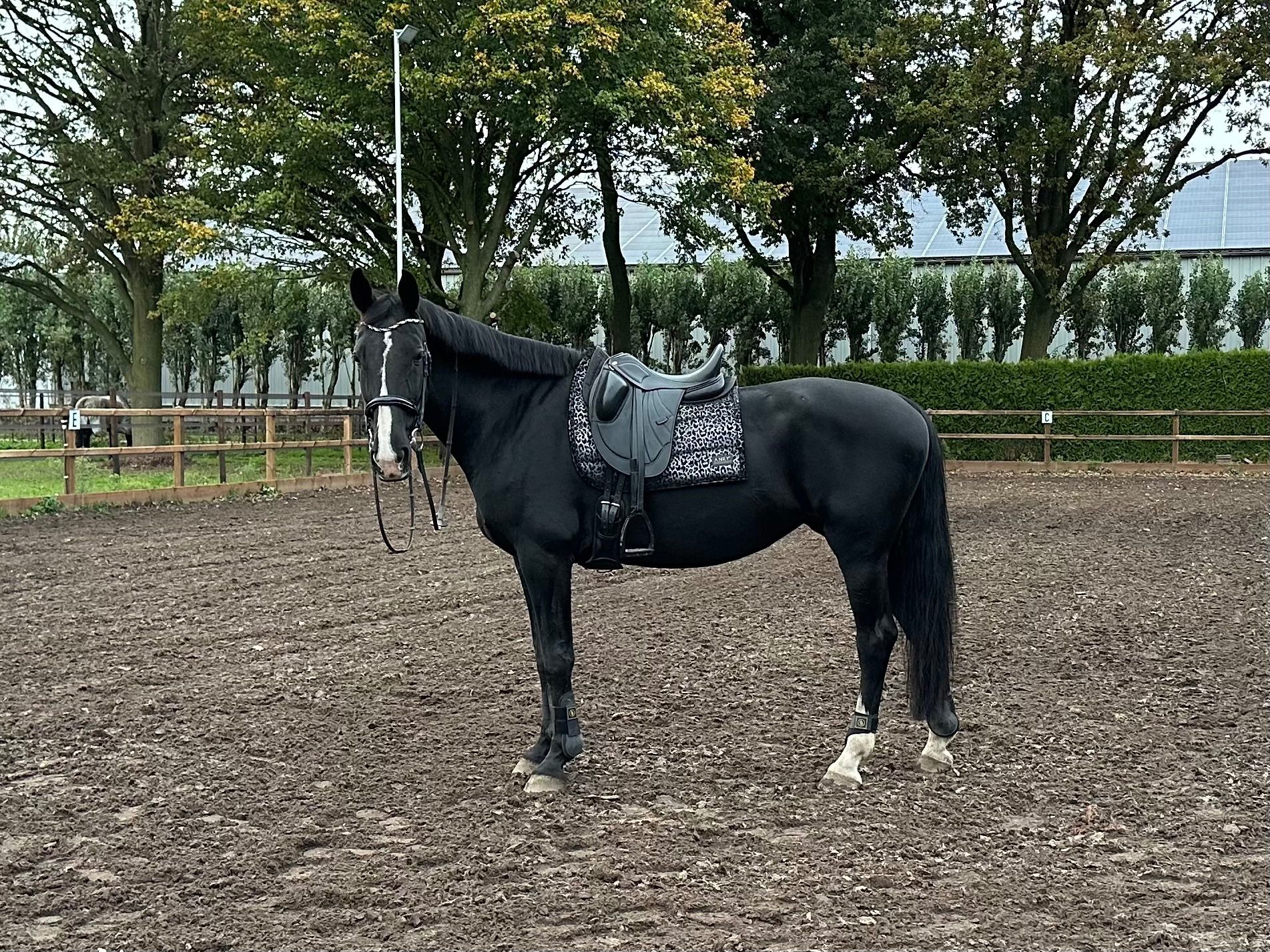 kwpn dressuurpaard merrie 13 ans zwart à vendre - Photo 6
