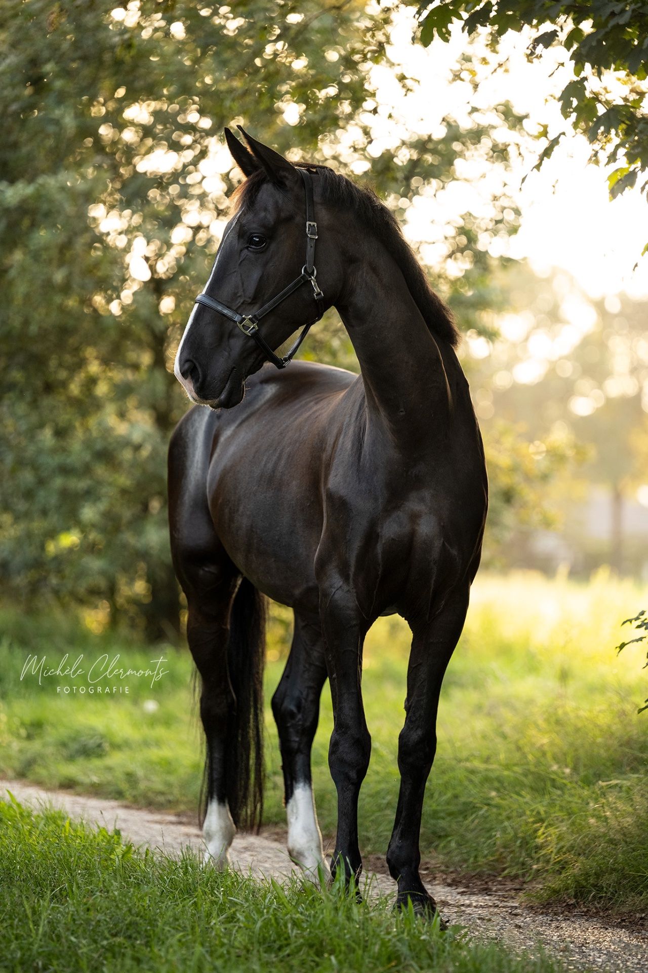 kwpn dressuurpaard merrie 13 ans zwart à vendre - Photo 4