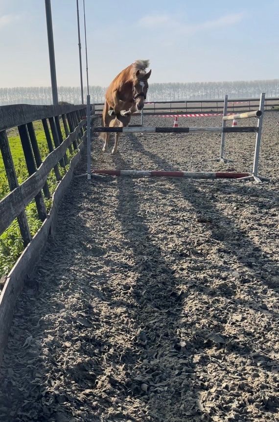 Spirit – Young New Forest gelding with a sweet personality and potential!