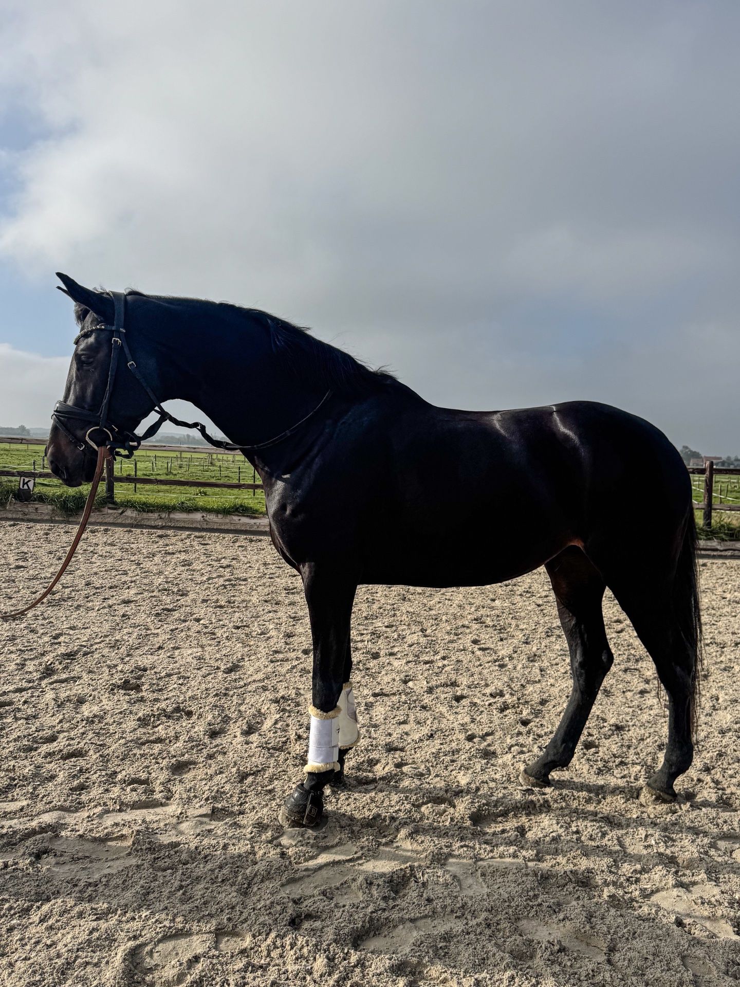 kwpn dressuurpaard merrie 4 Jahre alt donkerbruin zu verkaufen - Foto 2