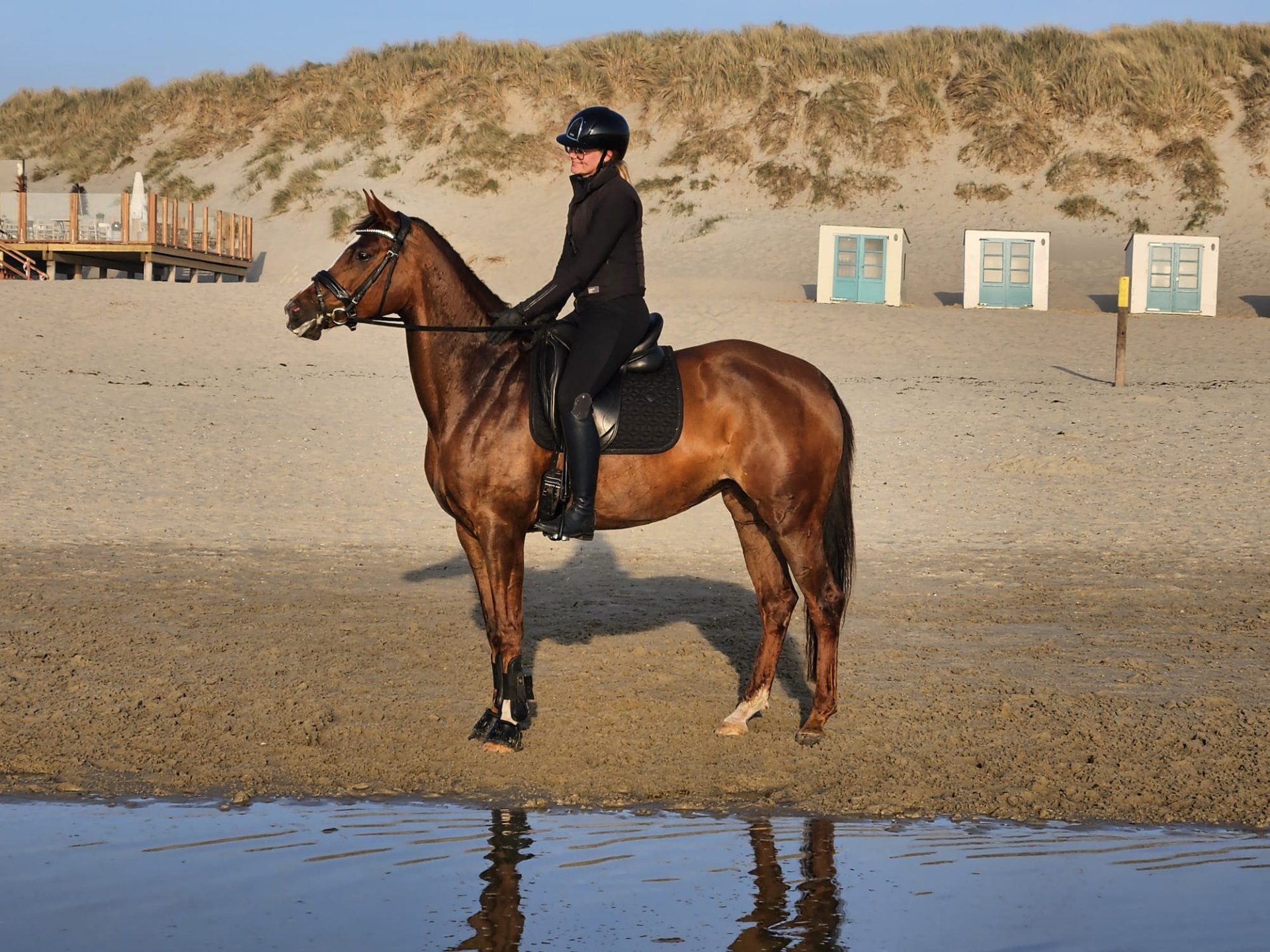 kwpn dressuurpaard merrie 11 jaar vos te koop - Foto 2