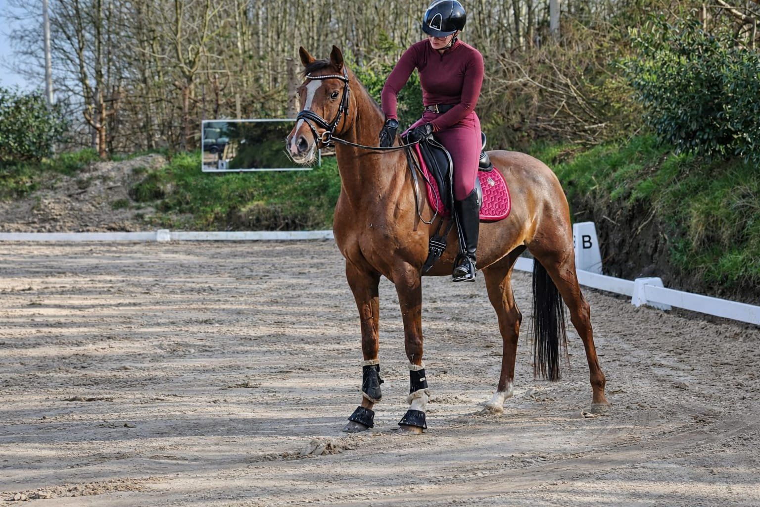 kwpn dressuurpaard merrie 11 jaar vos te koop - Foto 5