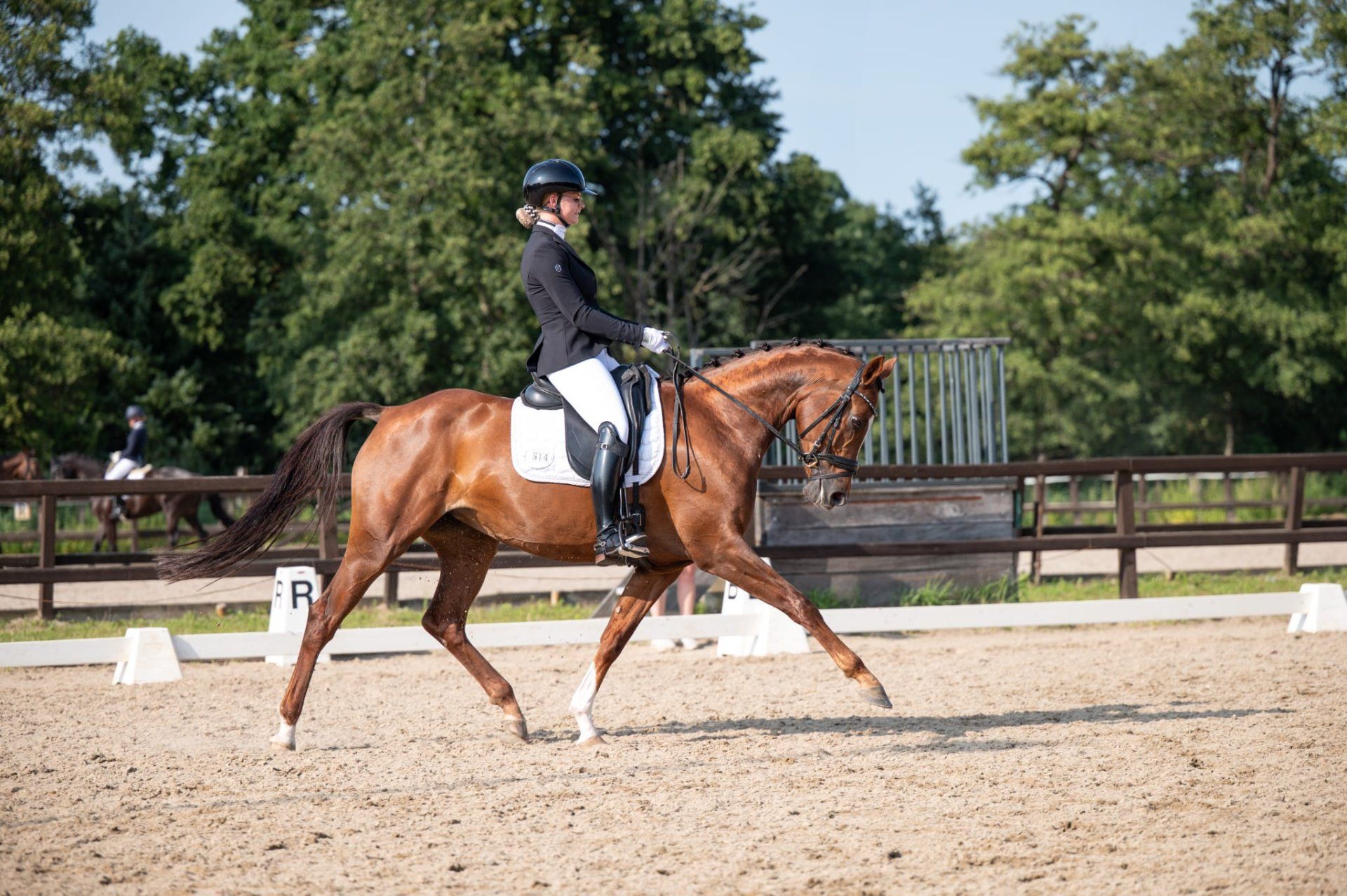 kwpn dressuurpaard merrie 11 jaar vos te koop - Foto 4
