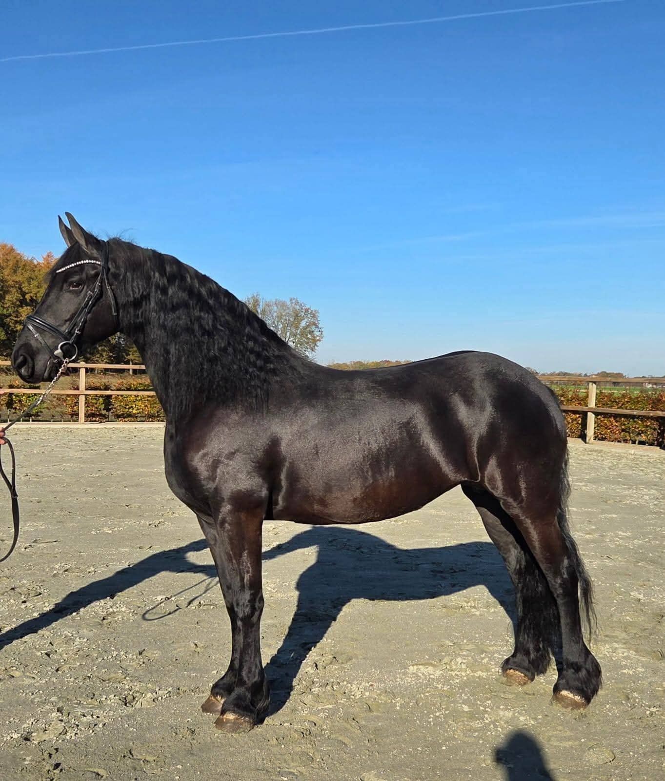 Belle jument frisonne ster AA