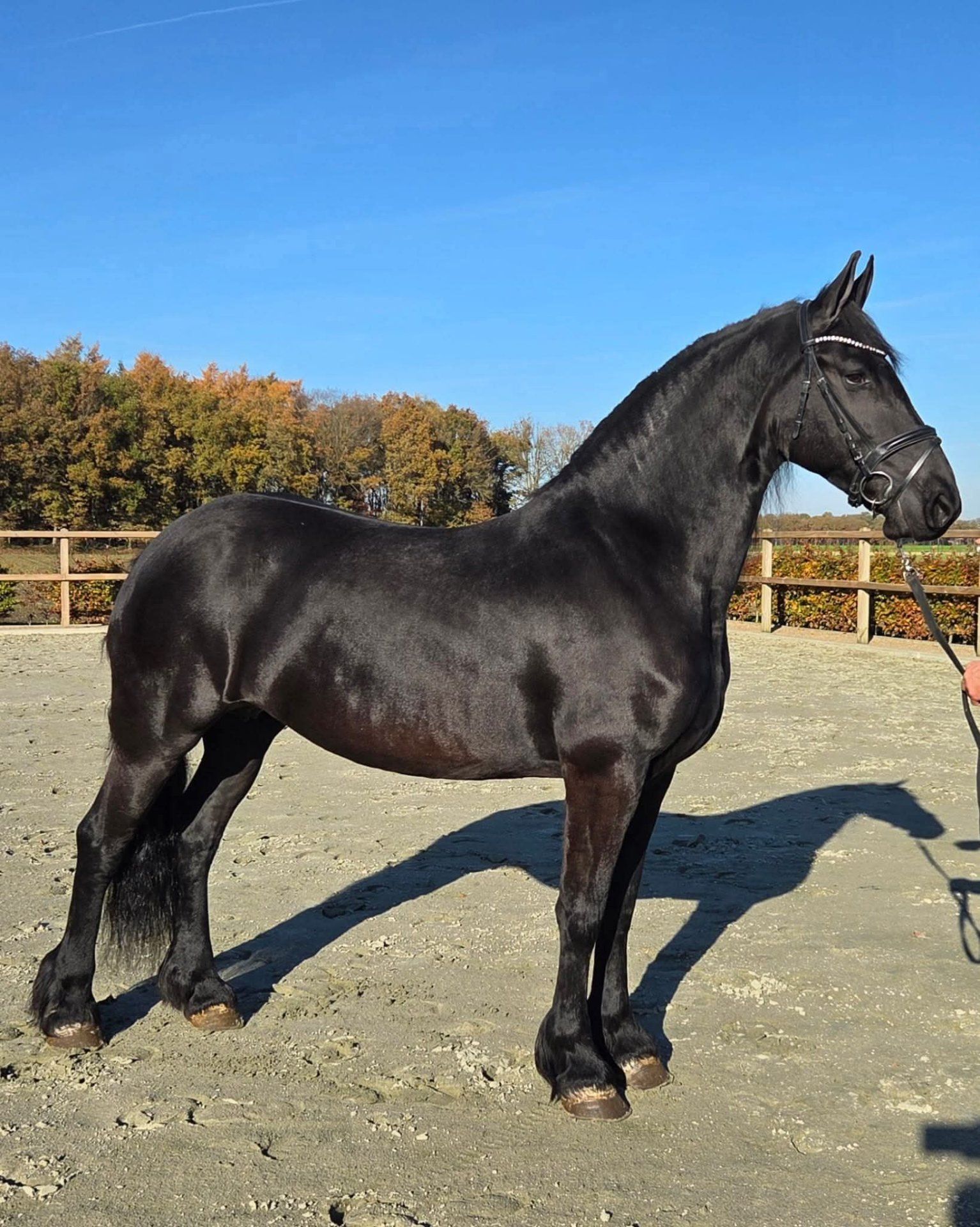 allround-fries merrie 11 ans zwart à vendre - Photo 2