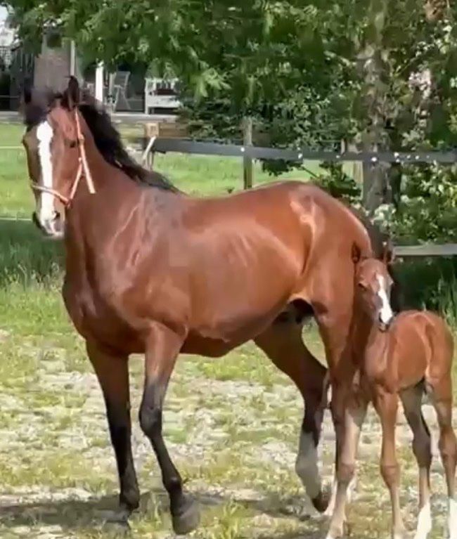 Magnifique pouliche de VDL Mindset ES x Cantos