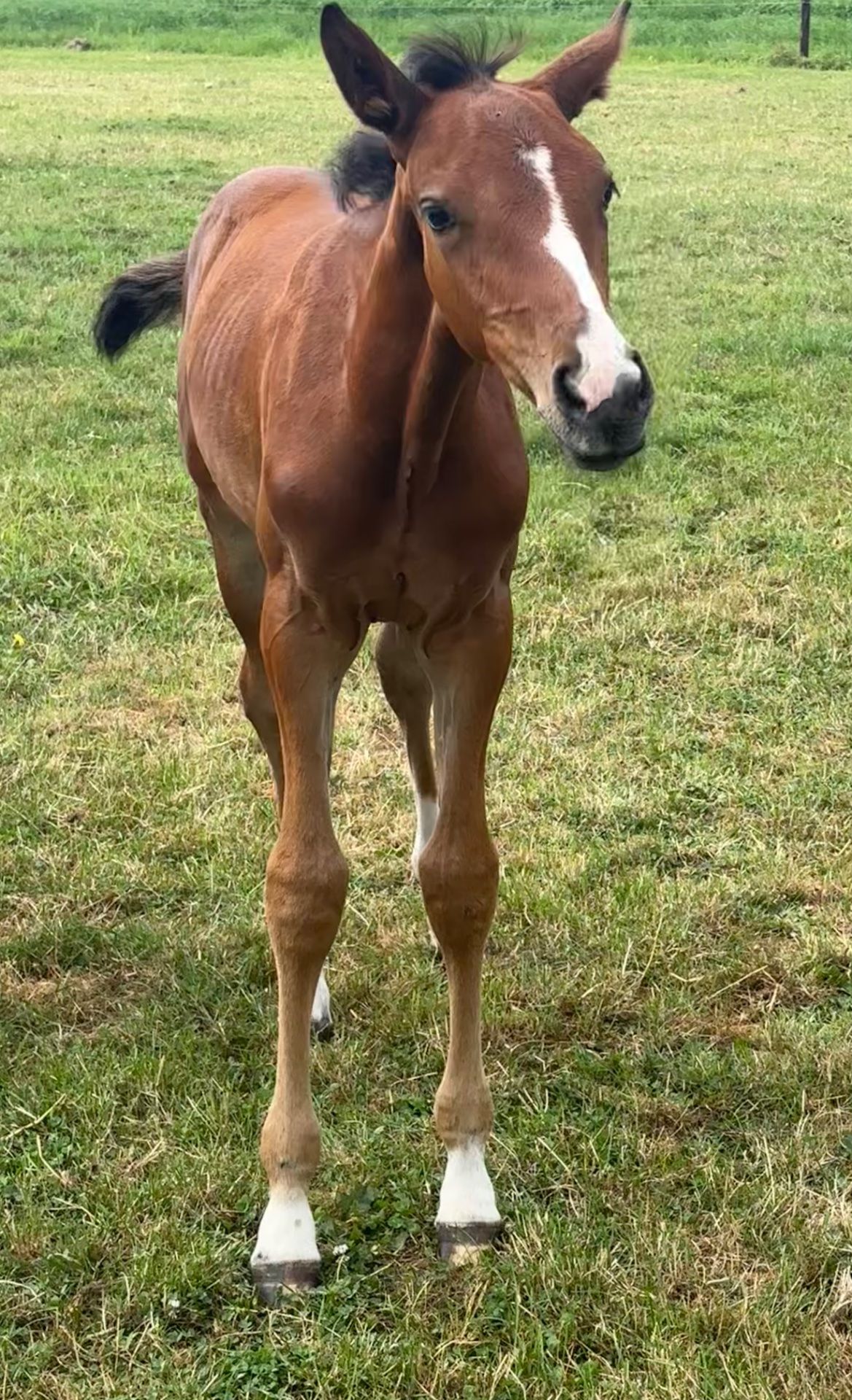 springpaard merrie 0 ans à vendre - Photo 3