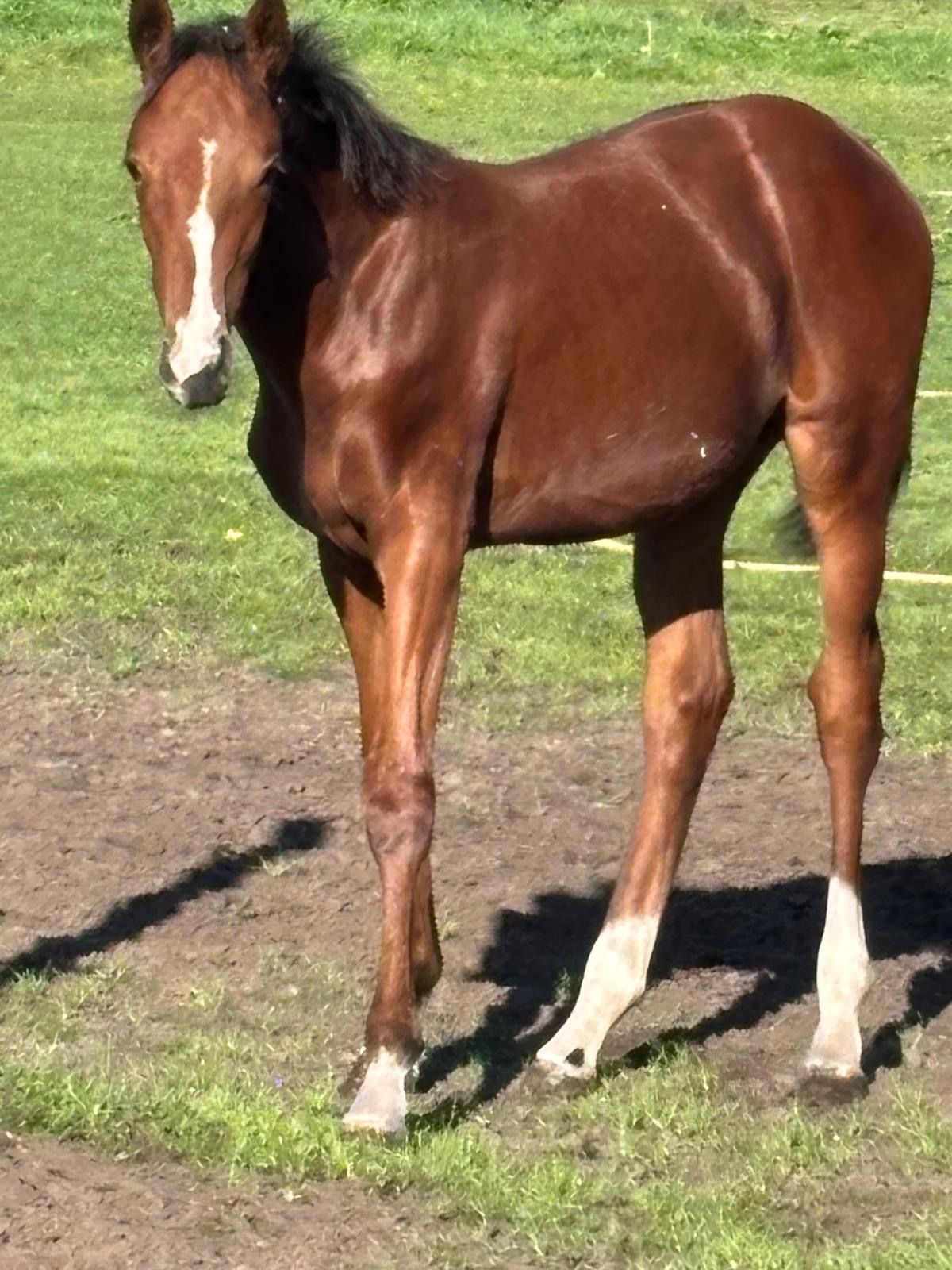 springpaard merrie 0 ans à vendre - Photo 4