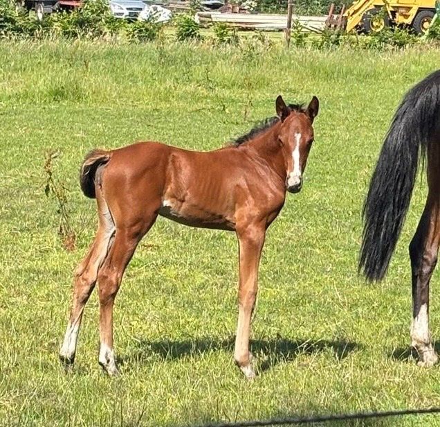 springpaard merrie 0 ans à vendre - Photo 2