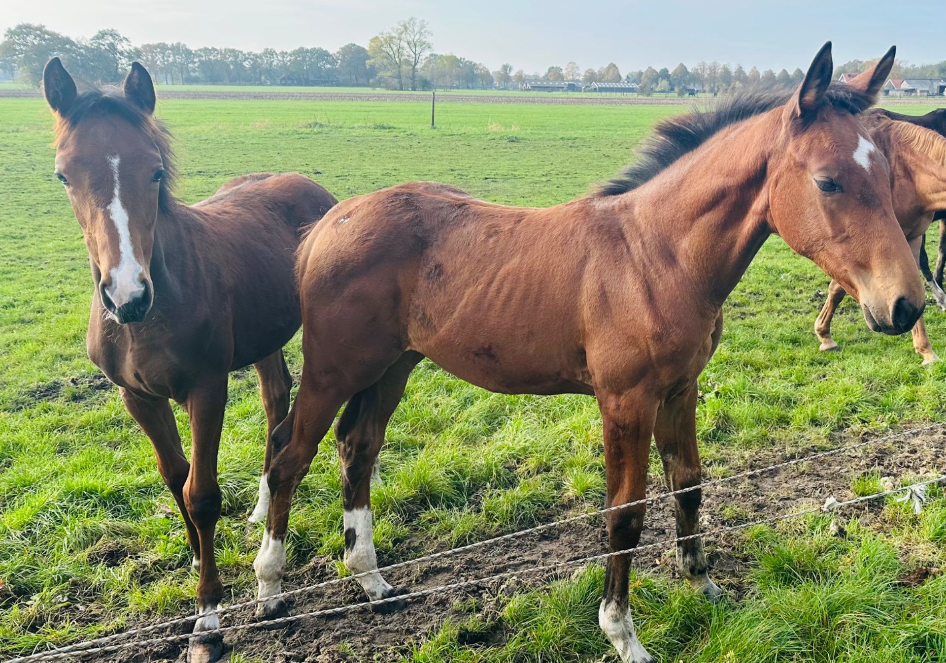 springpaard merrie 0 ans à vendre - Photo 5