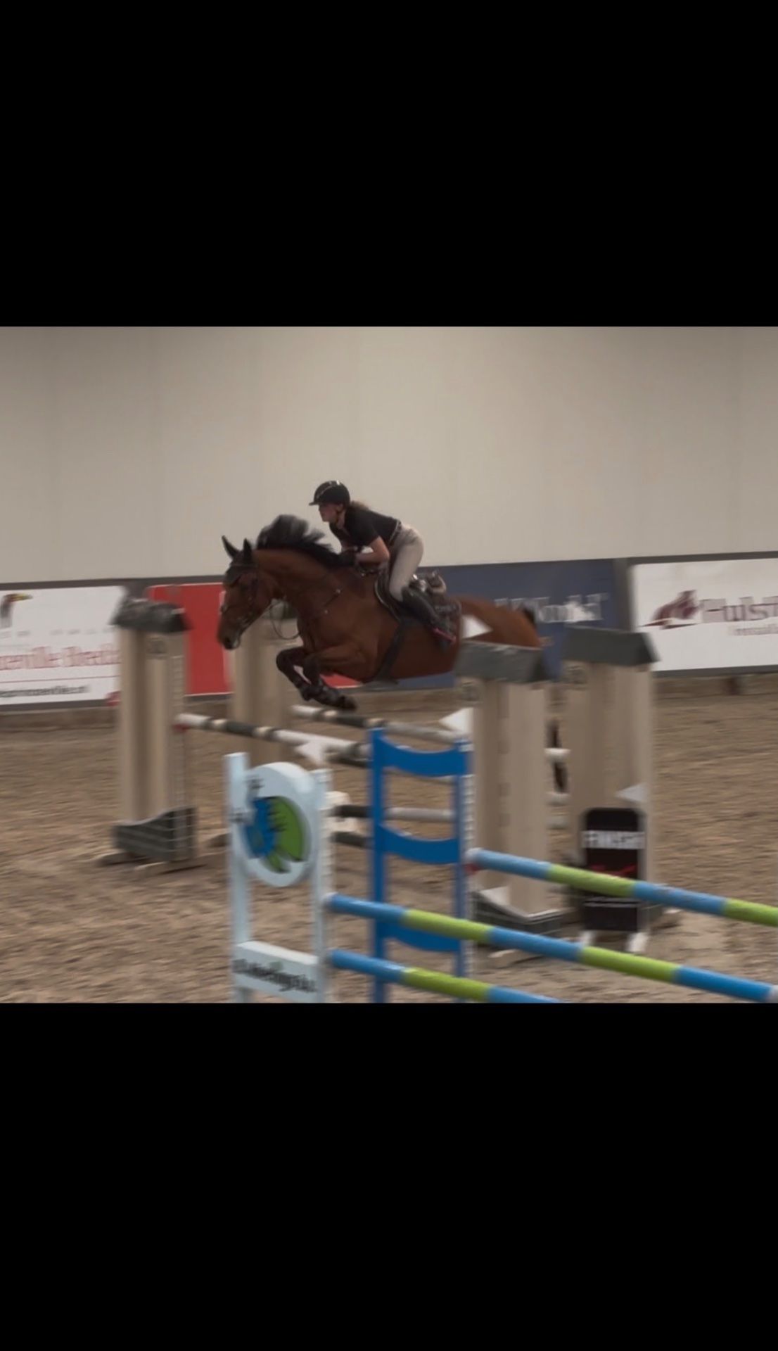 zangersheide springpaard Ruin 6 años Bruin en venta - Foto 2