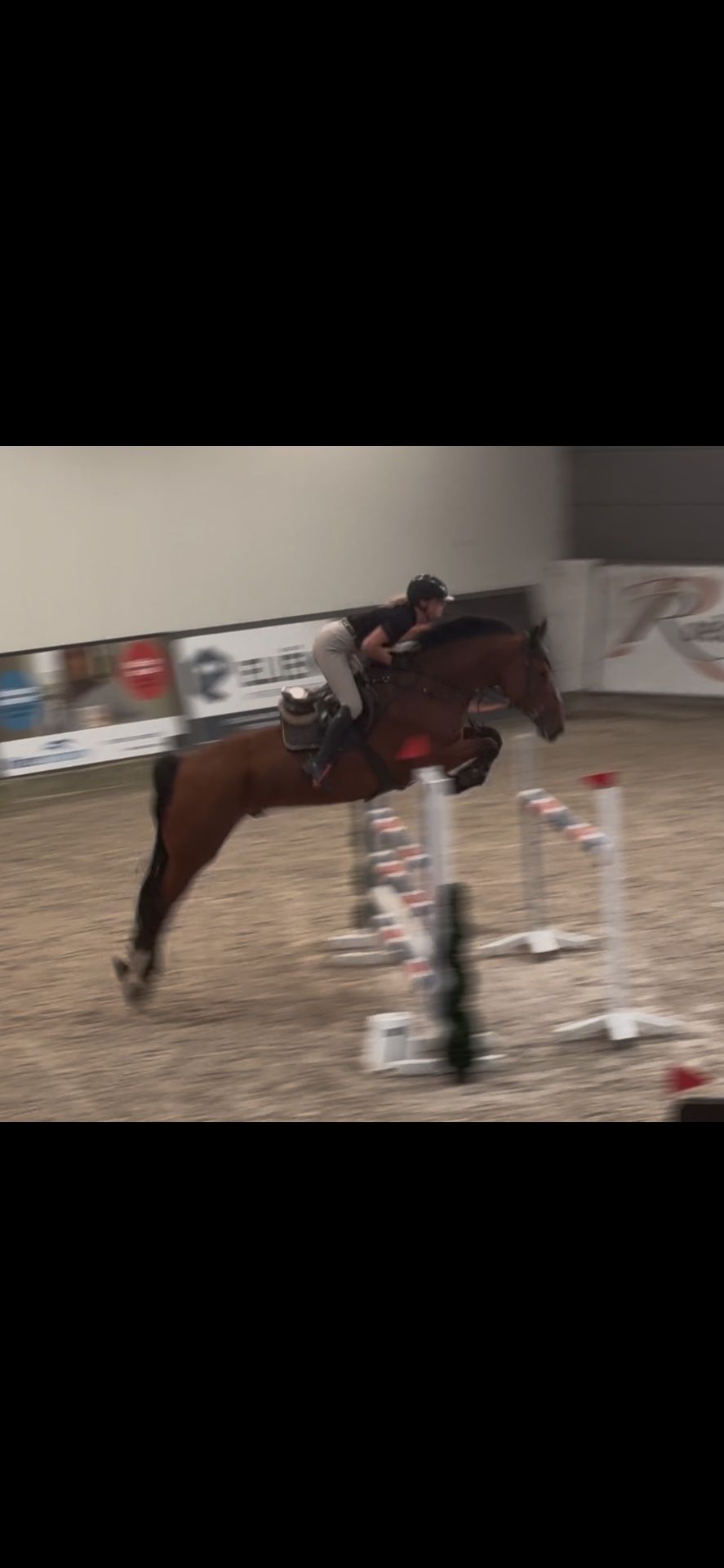 Caballo de salto capón de 6 años con mucha potencia