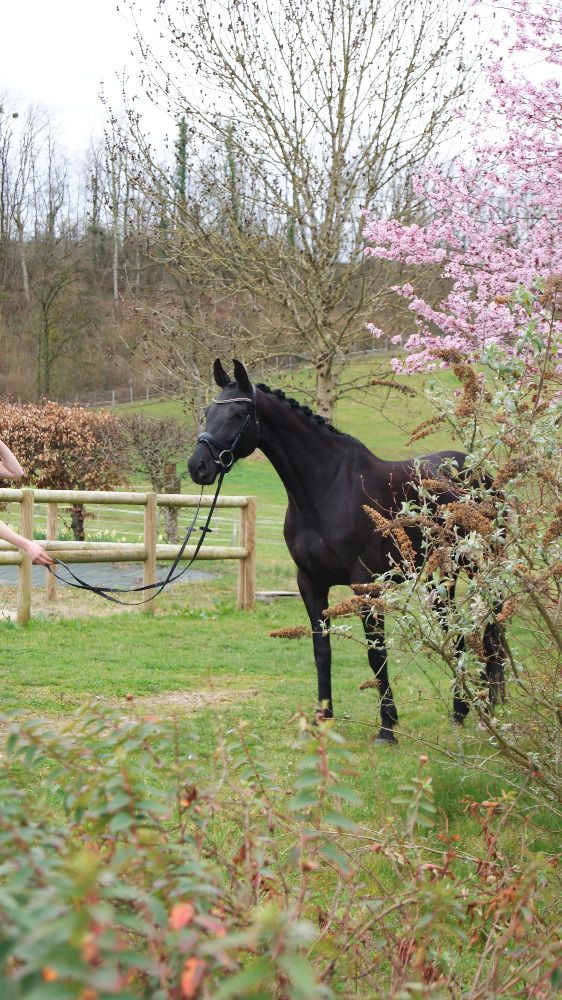 KWPN dressuurpaard Merrie 7 jaar Zwart te koop - Foto 3