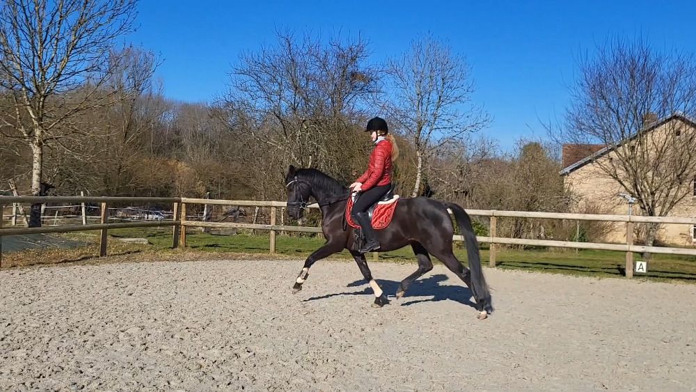 KWPN dressuurpaard Merrie 7 jaar Zwart te koop - Foto 4