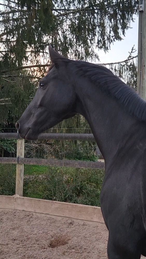 KWPN dressuurpaard Merrie 7 jaar Zwart te koop - Foto 2