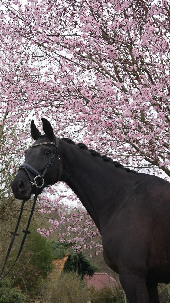 7 jr dressuur merrie van Ferdeaux x Tango