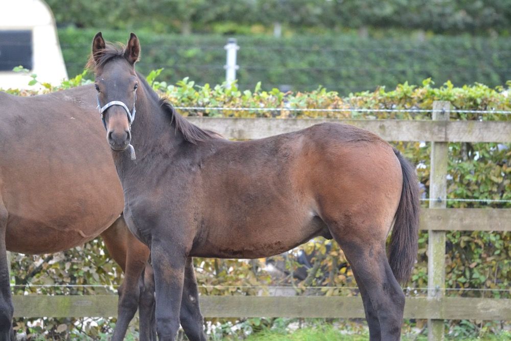 KWPN springpaard Hengst Donkerbruin te koop - Foto 3