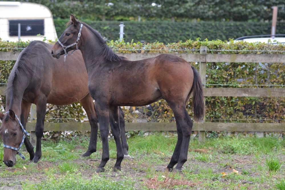 KWPN springpaard Hengst Donkerbruin te koop - Foto 4