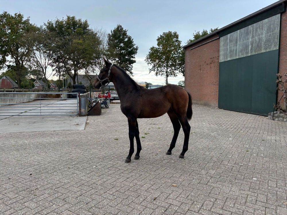 KWPN springpaard Hengst Donkerbruin te koop - Foto 5