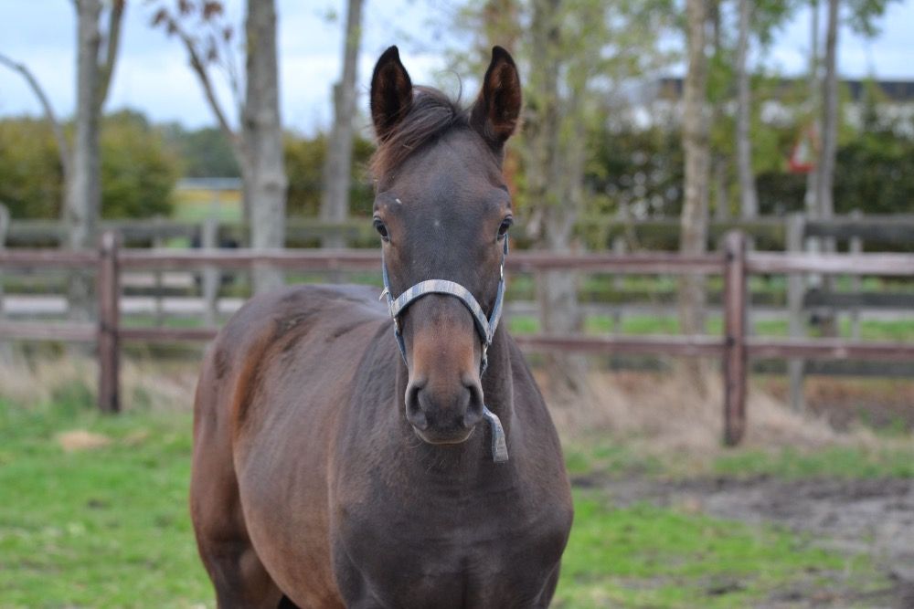 KWPN springpaard Hengst Donkerbruin te koop - Foto 2