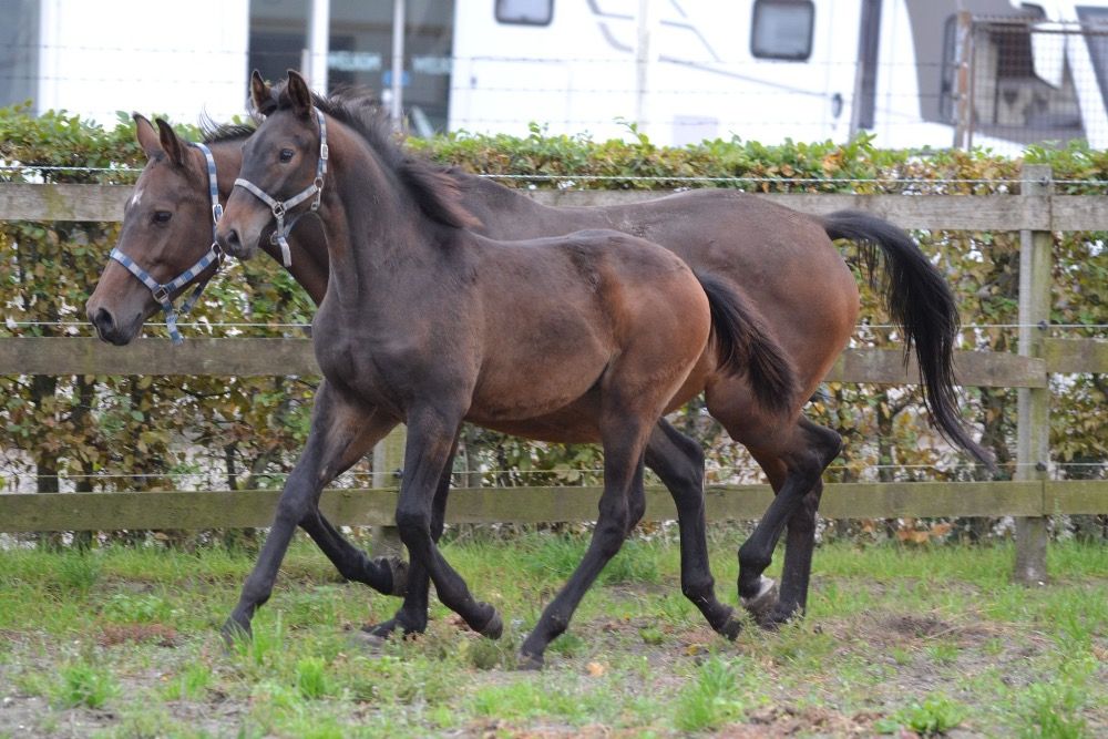 Te koop zwartbruin hengstveulen van StargosVdl X Arezzo Vdl