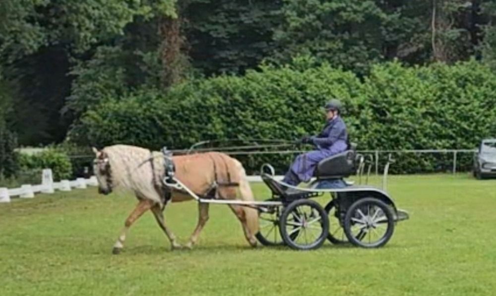 Ander stamboek dressuurpaard Merrie 7 jaar Vos te koop - Foto 2