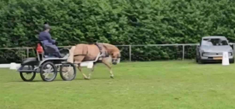 Ander stamboek dressuurpaard Merrie 7 jaar Vos te koop - Foto 3