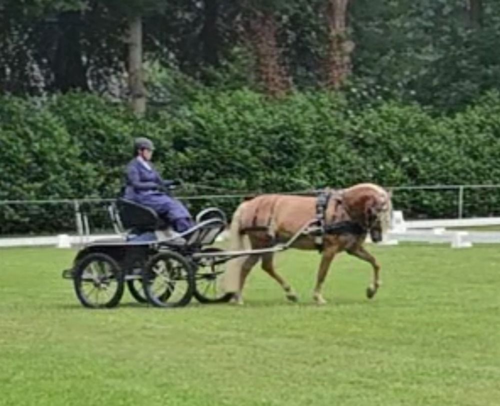 Ander stamboek dressuurpaard Merrie 7 jaar Vos te koop - Hoofdfoto