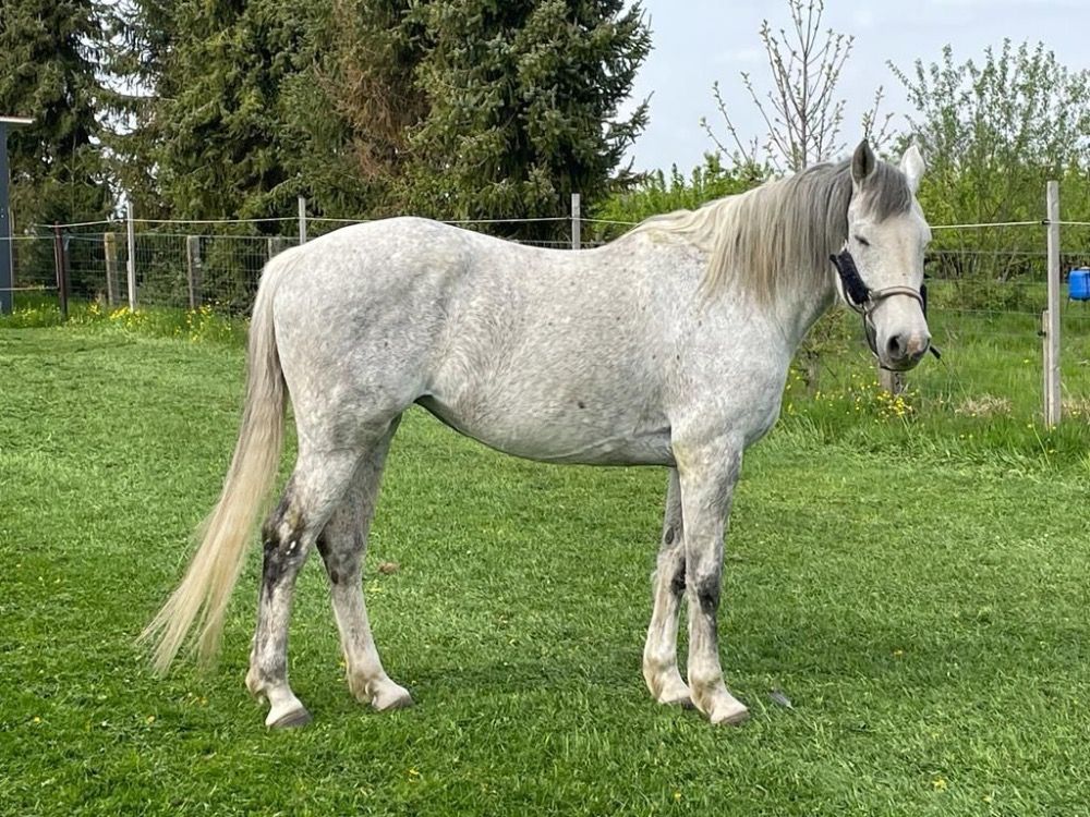 Holstein fokmerrie Merrie 15 jaar Schimmel te koop - Foto 4