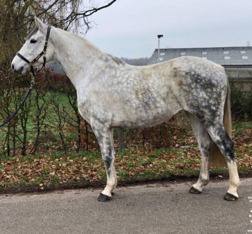 Holstein fokmerrie Merrie 15 jaar Schimmel te koop - Foto 2