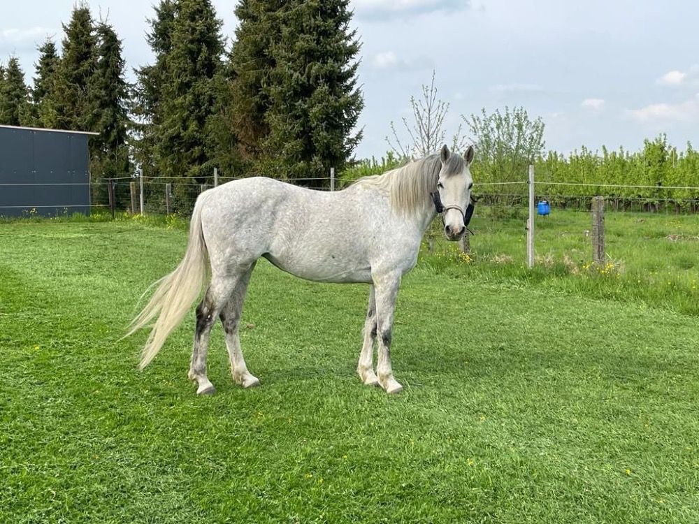 Drachtige holstein merrie goede stam