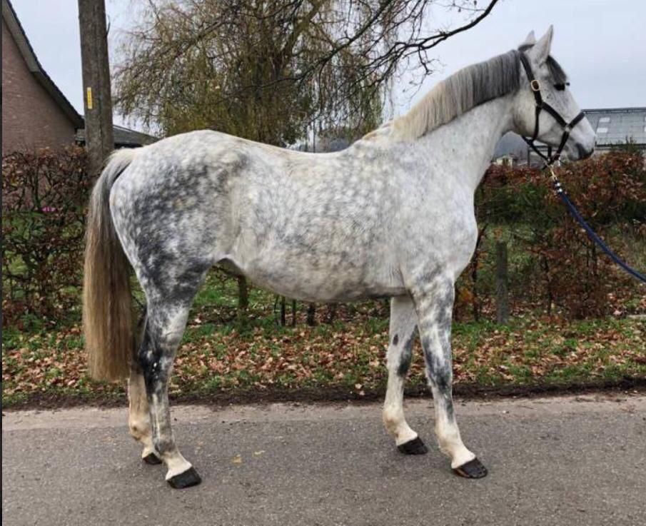Holstein fokmerrie Merrie 15 jaar Schimmel te koop - Foto 3