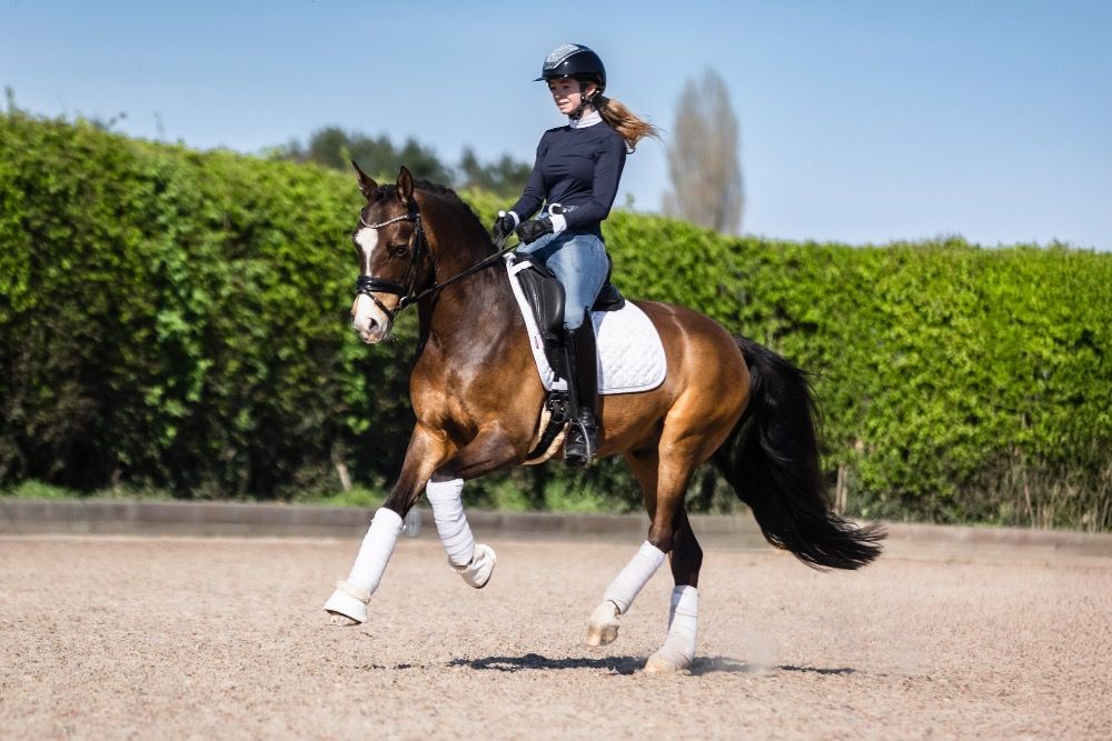 Duitse rijpony dressuurpony Ruin 9 jaar Andere te koop - Foto 2