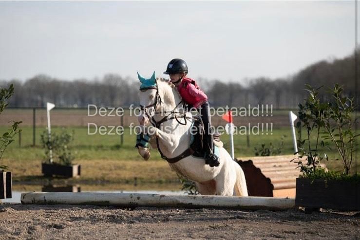 Welsh allround-pony Ruin 8 jaar Andere te koop - Foto 3