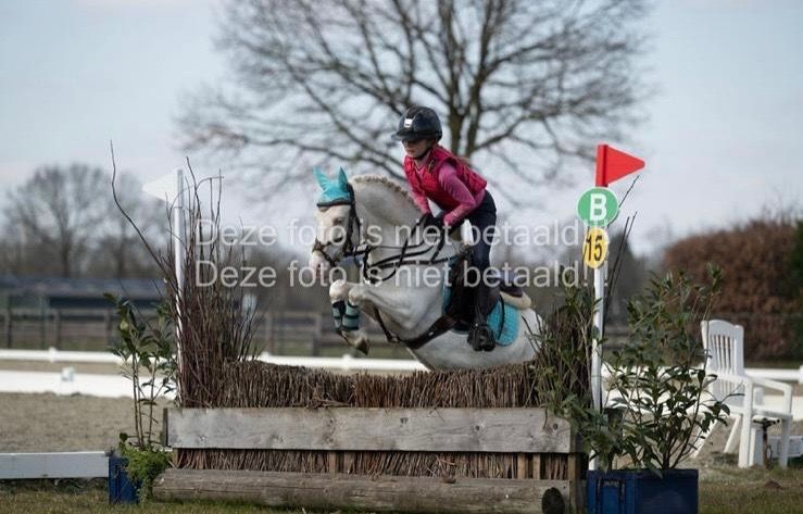 Welsh allround-pony Ruin 8 jaar Andere te koop - Foto 5