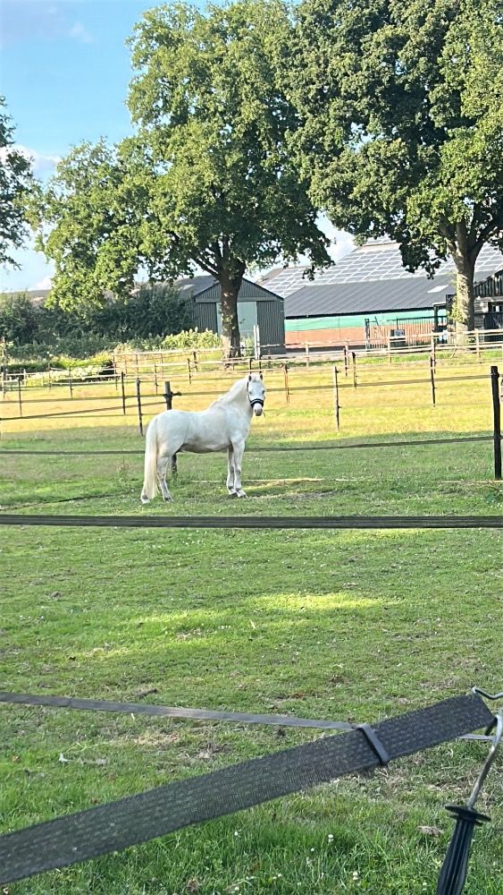 Welsh allround-pony Ruin 8 jaar Andere te koop - Foto 4
